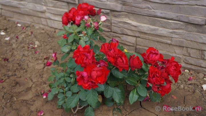 Black Forest Rose ®