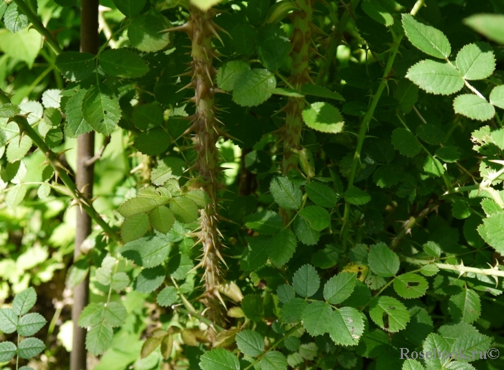 Rosa eglanteria 