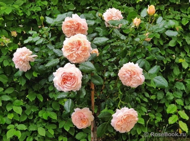 Garden of Roses 