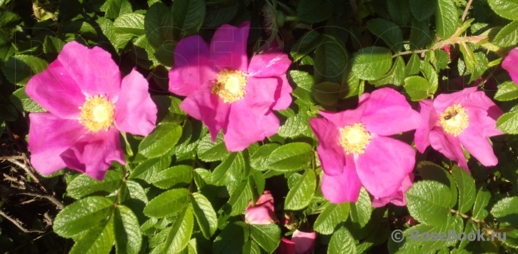 Rosa rugosa rubra