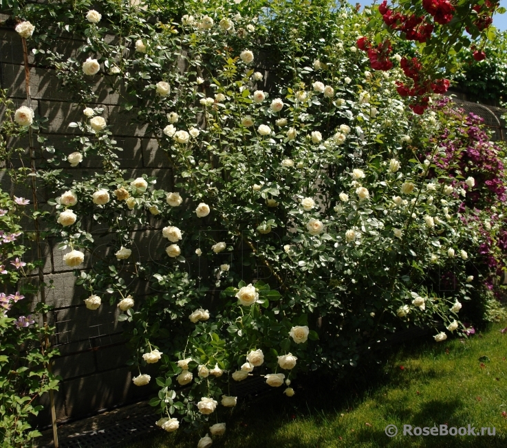 Mon Jardin et Ma Maison