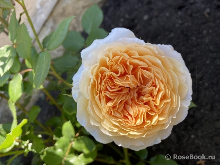 Crown Princess Margareta®