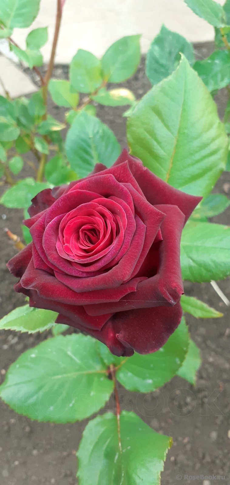 Black Baccara