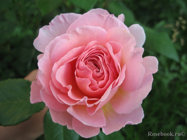 Abraham Darby