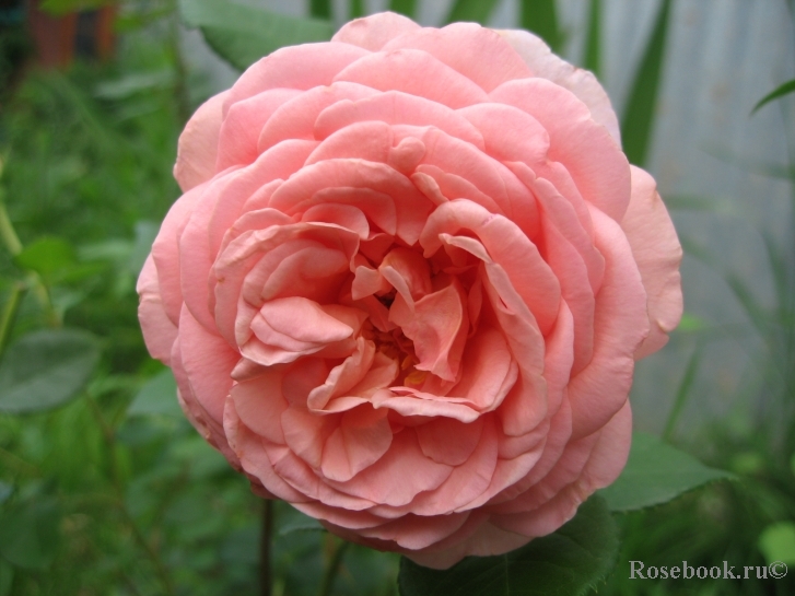 Abraham Darby