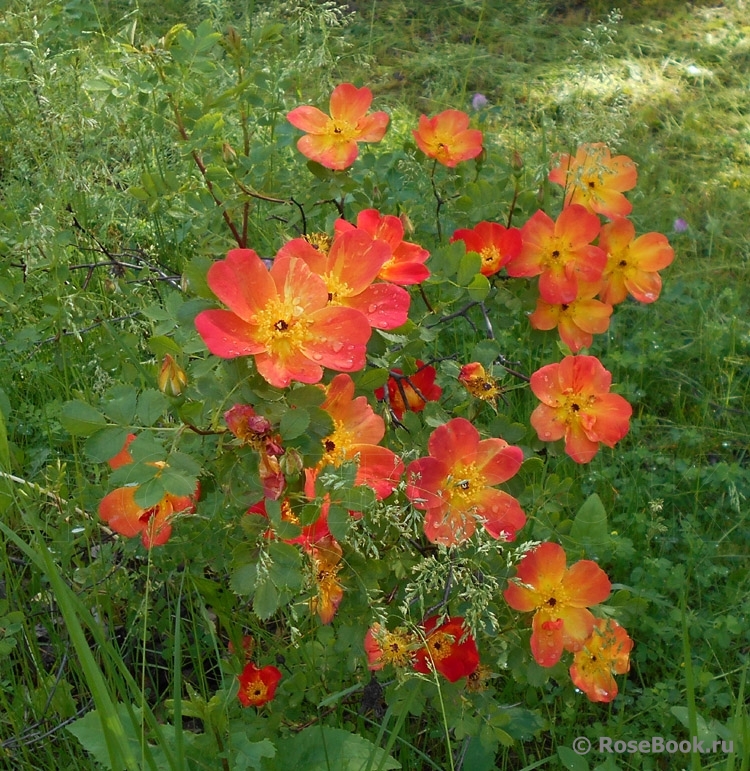 Rosa foetida Bicolor