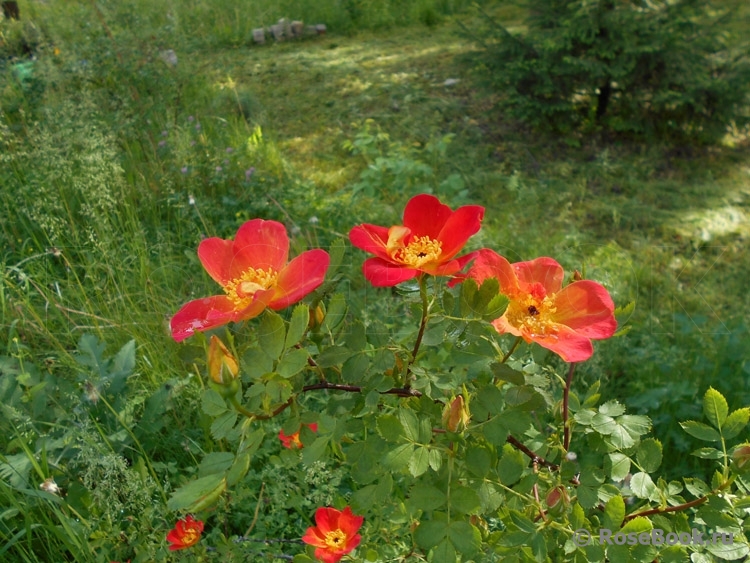 Rosa foetida Bicolor