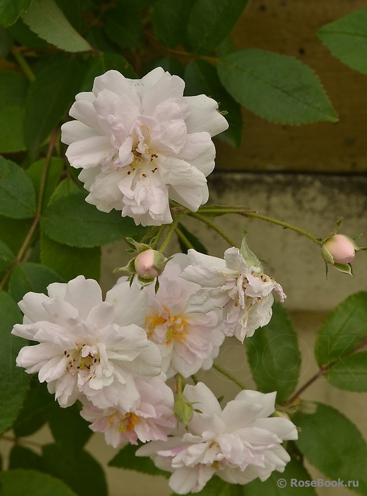 Paul’s Himalayan Musk 