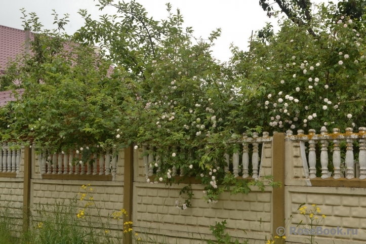 Paul’s Himalayan Musk 