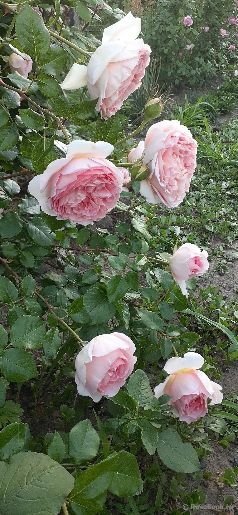 Abraham Darby