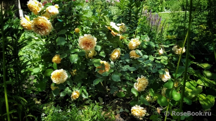 Crown Princess Margareta®