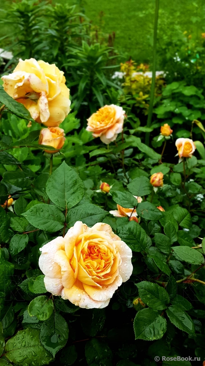 Crown Princess Margareta®