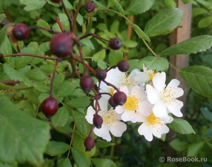 Rosa multiflora