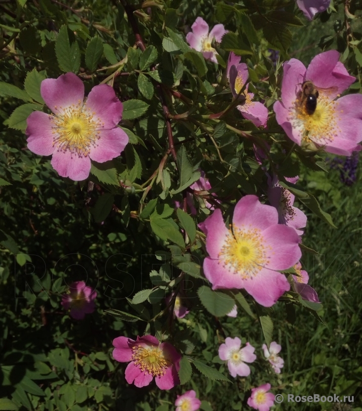 Rosa majalis Майская роза Шиповник коричный