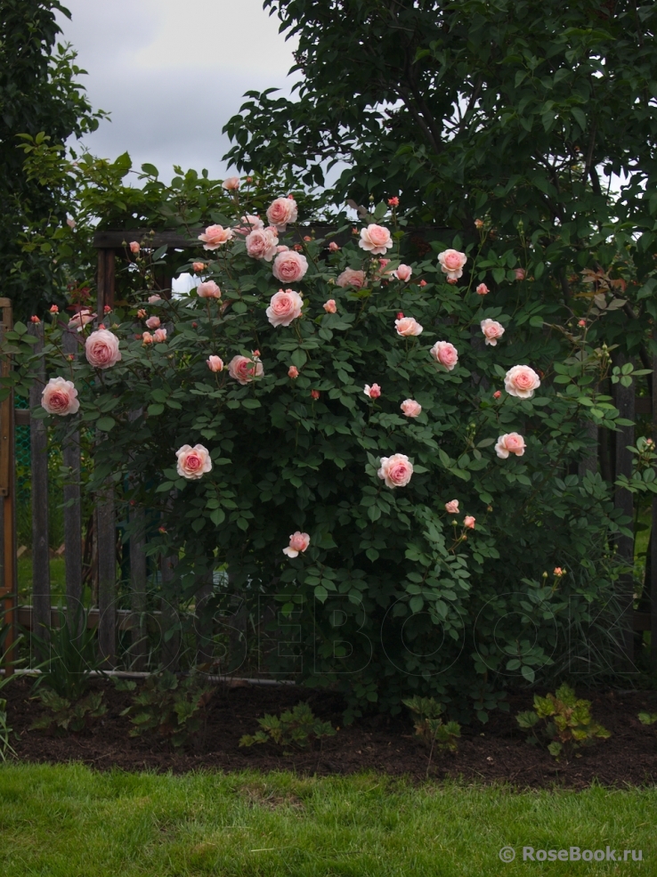 A Shropshire Lad