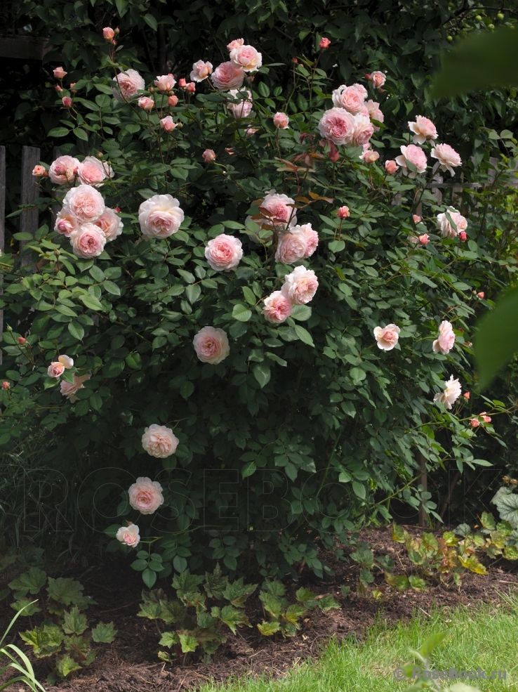 A Shropshire Lad