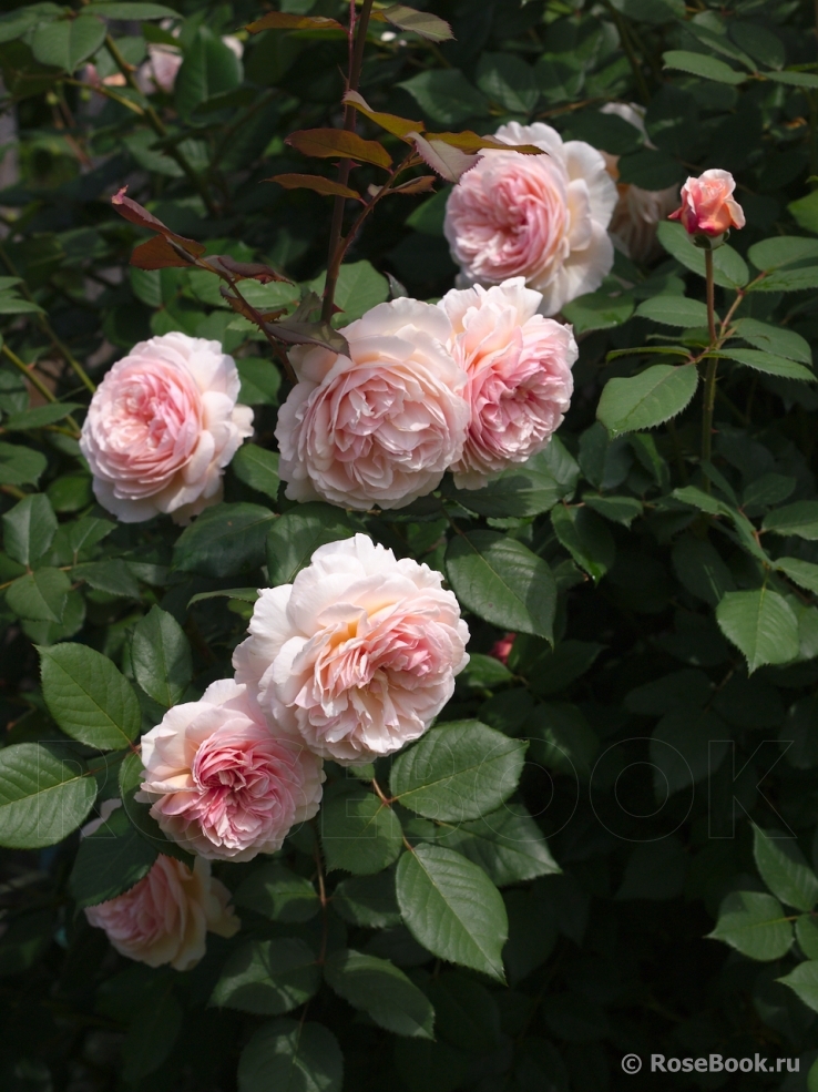 A Shropshire Lad