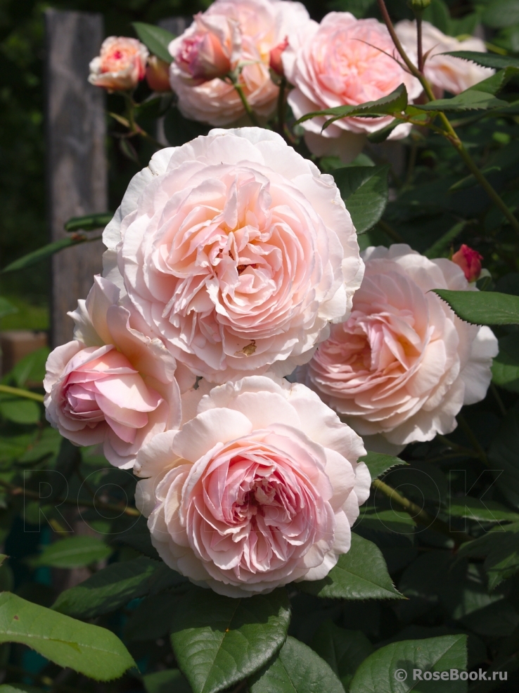 A Shropshire Lad