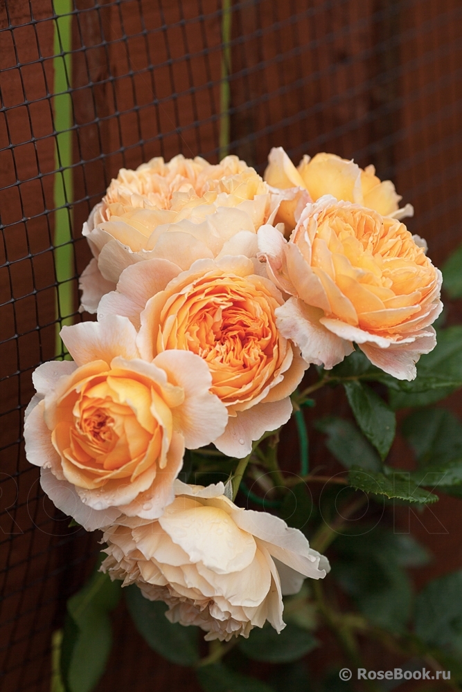 Crown Princess Margareta®