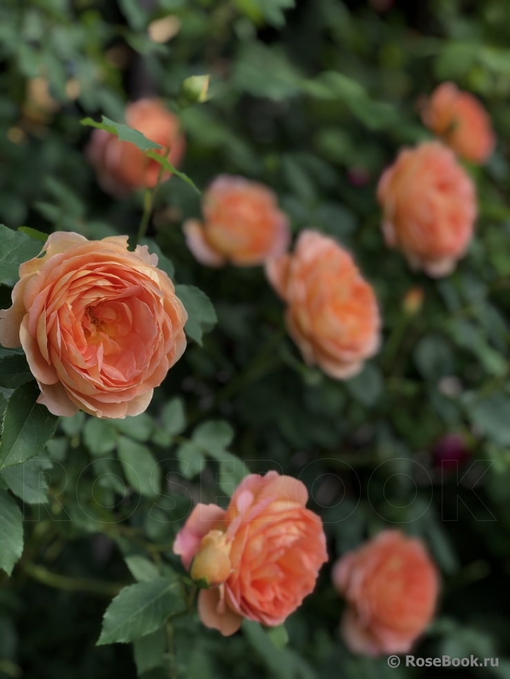 Lady of Shalott 