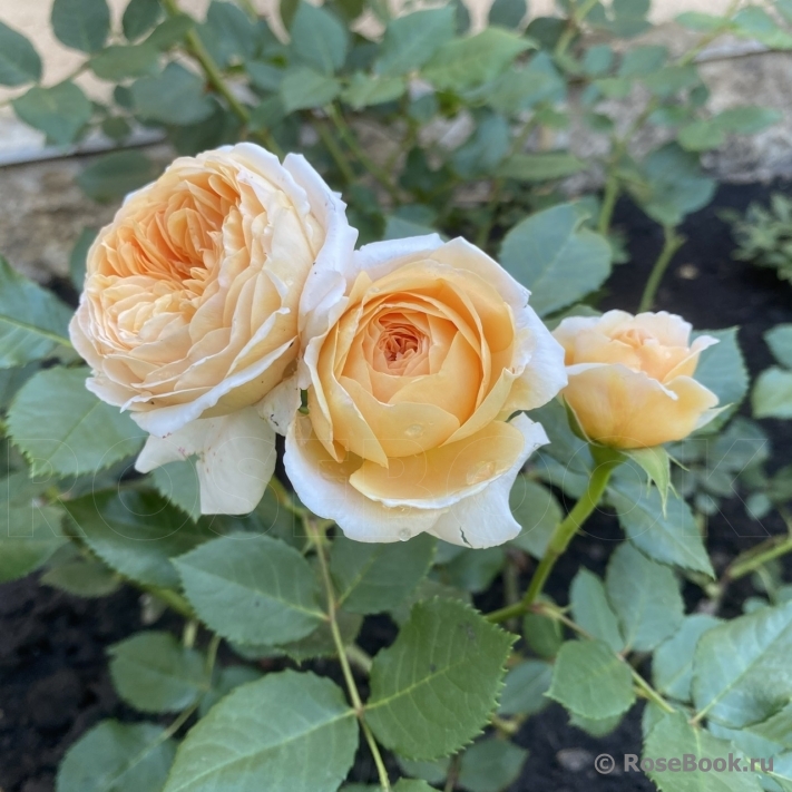 Crown Princess Margareta®