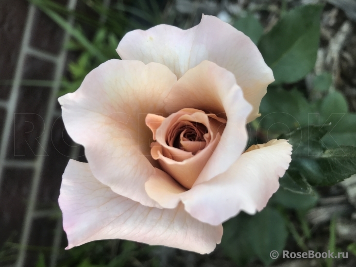 Julia's Rose