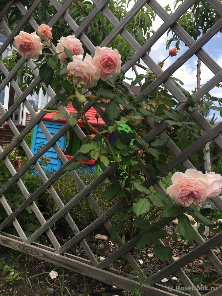 A Shropshire Lad