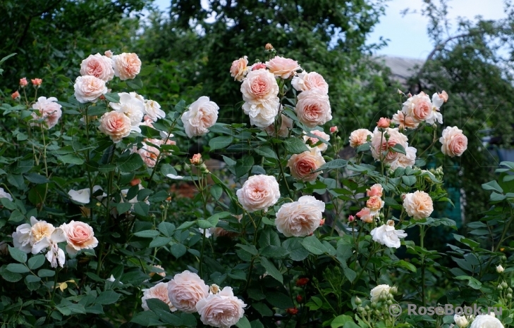 A Shropshire Lad