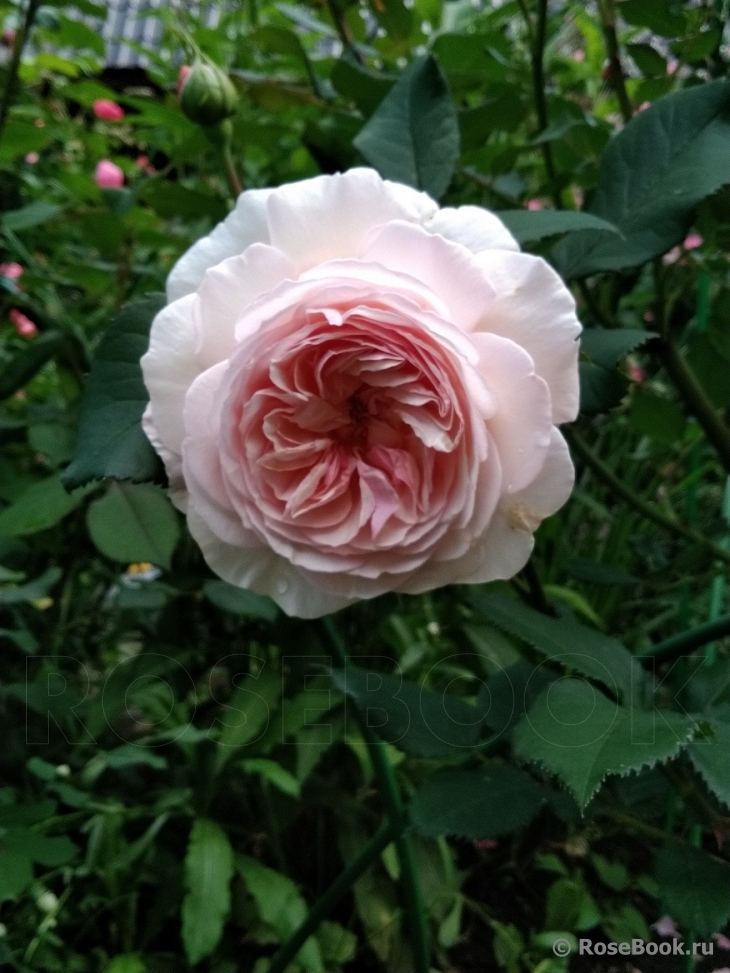 A Shropshire Lad