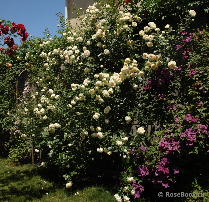 Mon Jardin et Ma Maison