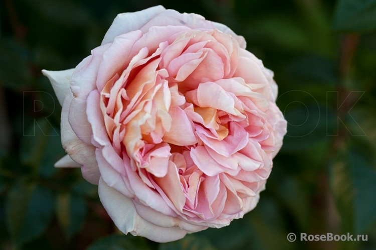 Abraham Darby