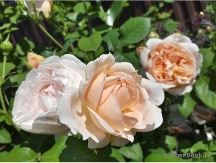 Ambridge Rose 