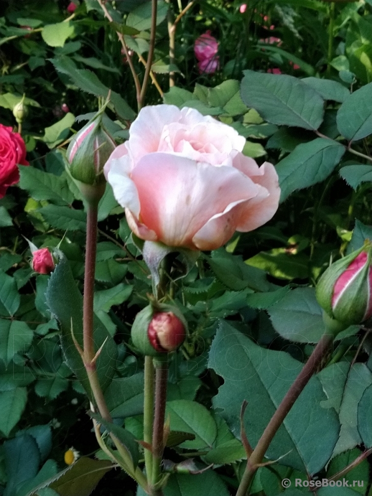 A Shropshire Lad