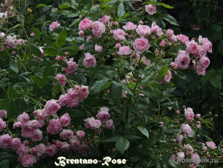 Brentano-Rose