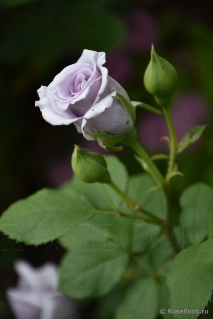 Chateau Myrtille