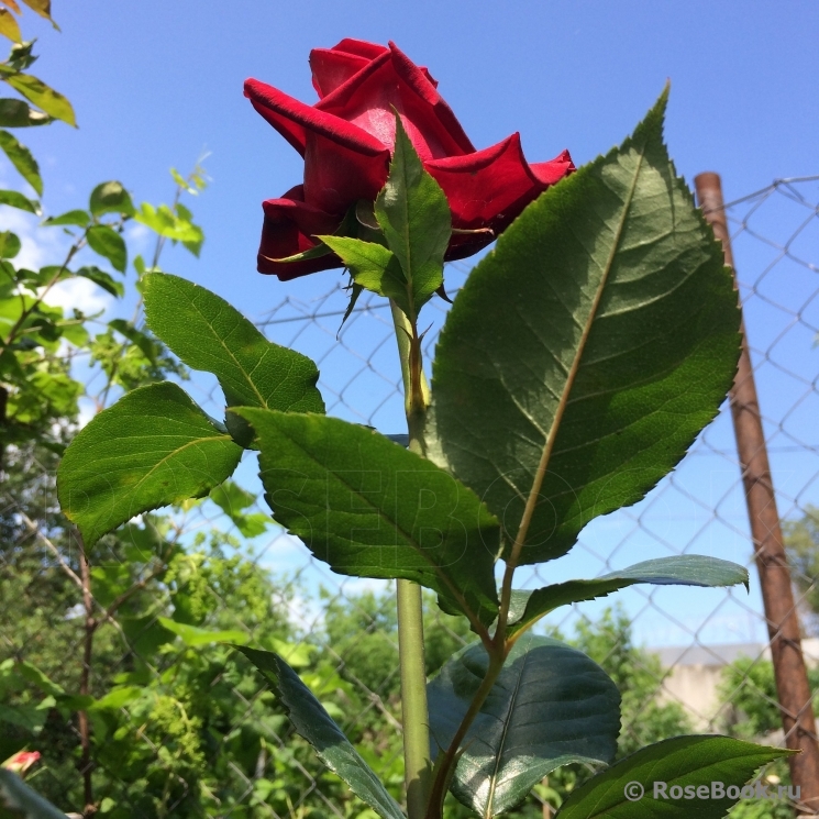 Black Baccara