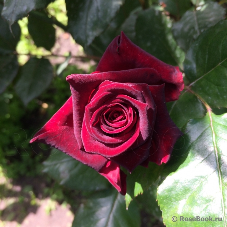 Black Baccara