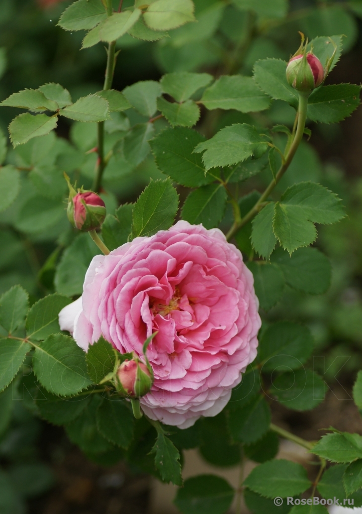 Princess Alexandra of Kent 