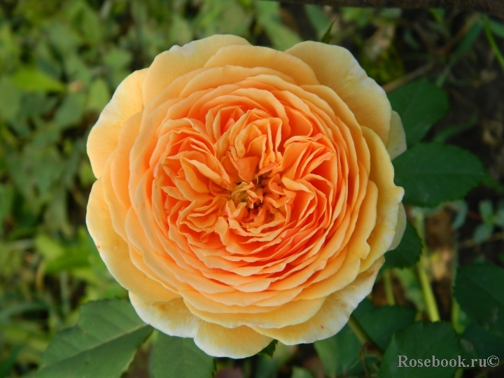 Crown Princess Margareta®