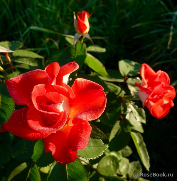 Tangerine Tango