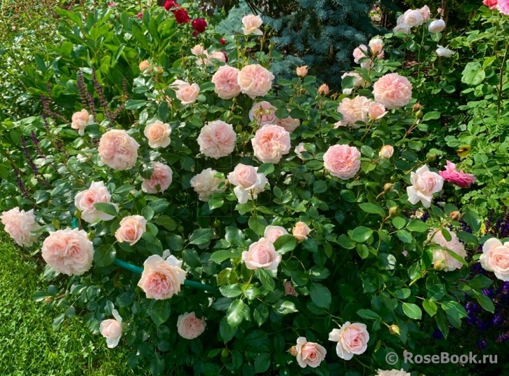 Garden of Roses 