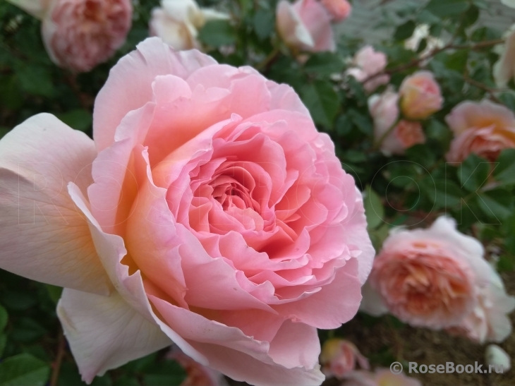 Abraham Darby