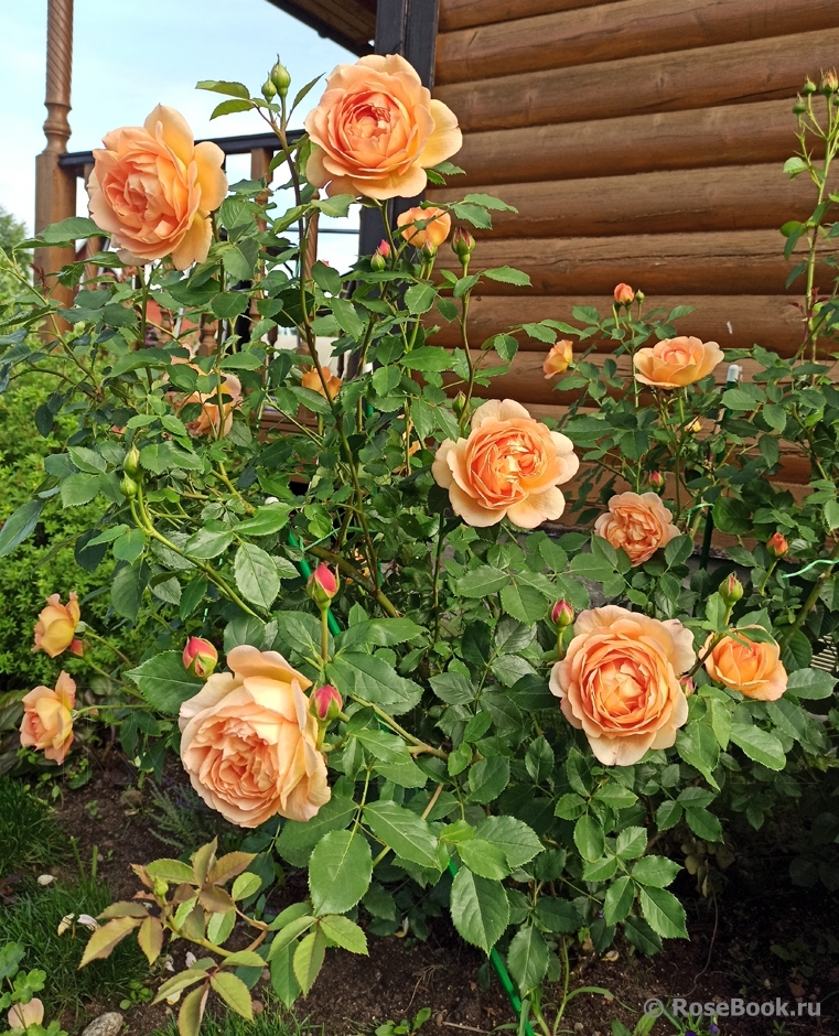 Lady of Shalott 