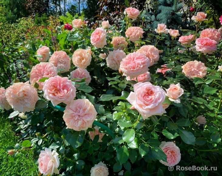 Garden of Roses 