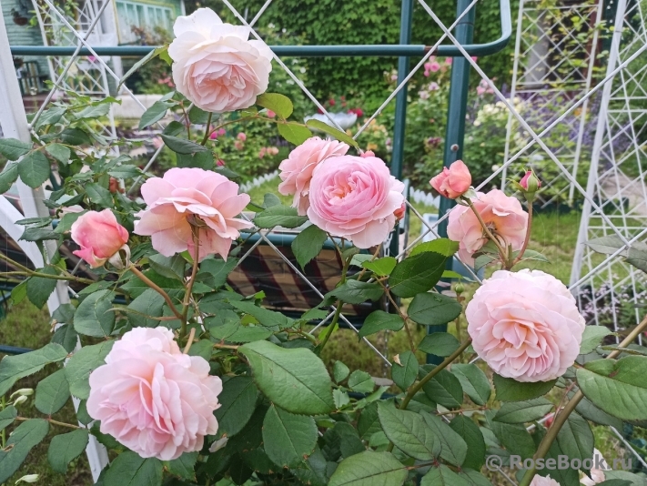 A Shropshire Lad