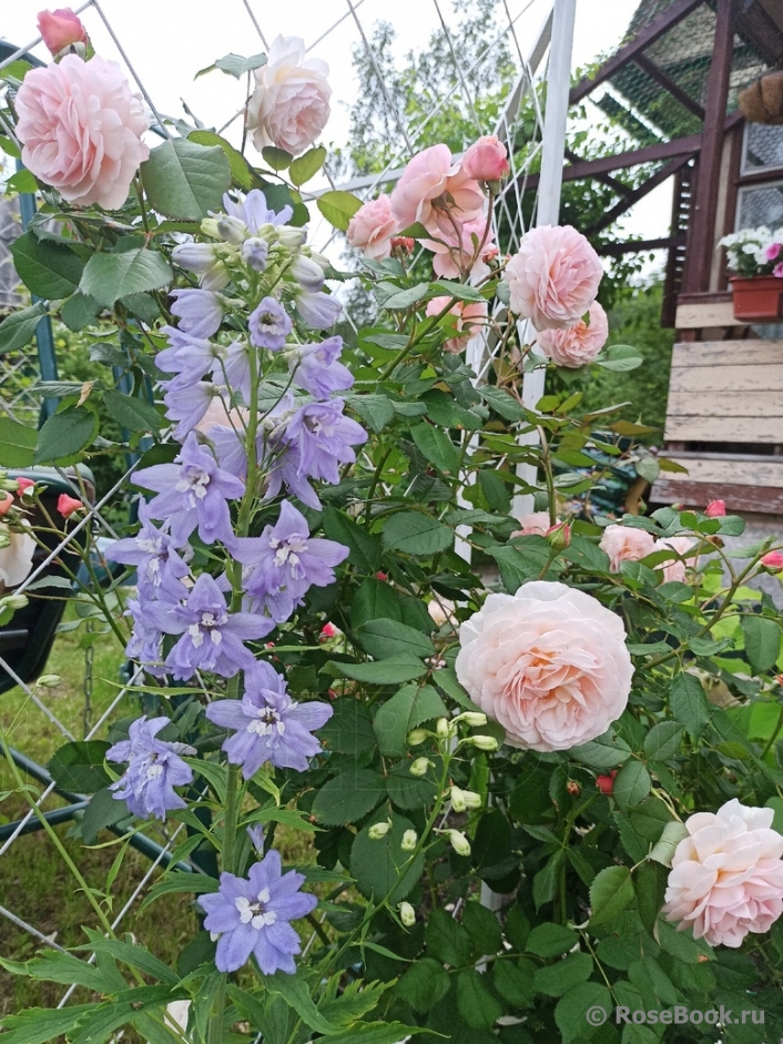 A Shropshire Lad