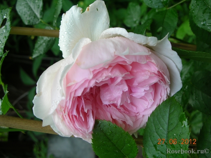 The Wedgwood Rose