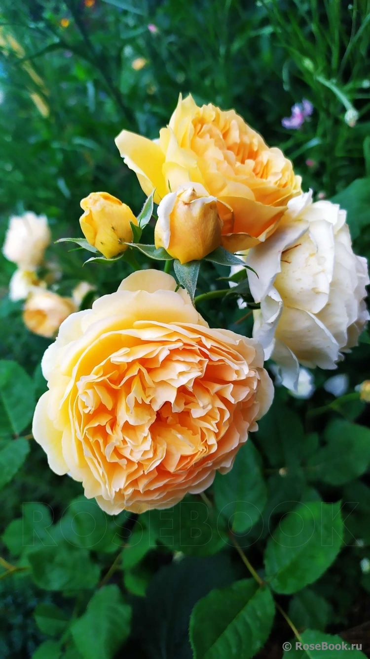 Crown Princess Margareta®