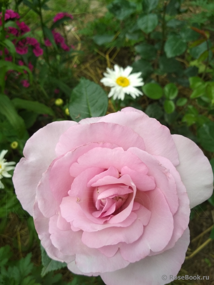 La Rose du Petit Prince