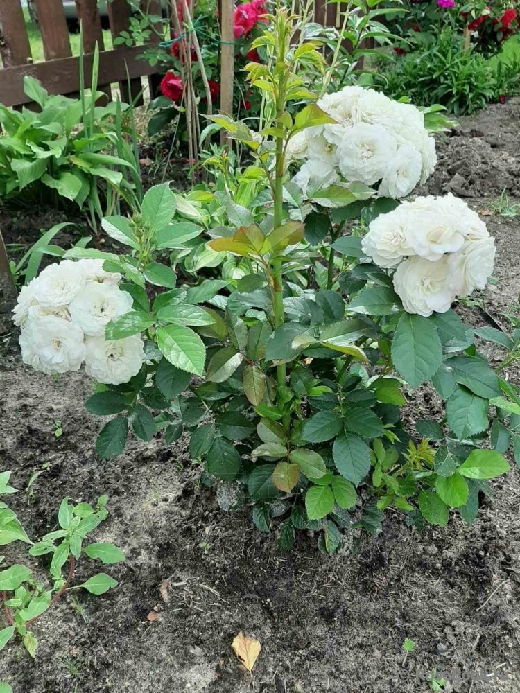 Bouquet Parfait